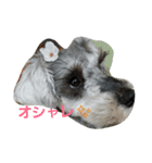 cocoa2.miniature schnauzer（個別スタンプ：39）