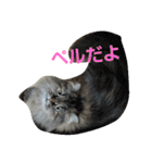 cocoa2.miniature schnauzer（個別スタンプ：40）