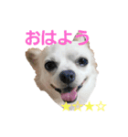 プリン君のしあわせスタンプ（個別スタンプ：1）
