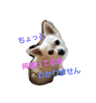 プリン君のしあわせスタンプ（個別スタンプ：13）