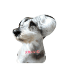 cocoa.miniature schnauzer（個別スタンプ：1）