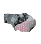 cocoa.miniature schnauzer（個別スタンプ：2）