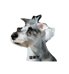 cocoa.miniature schnauzer（個別スタンプ：3）
