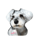 cocoa.miniature schnauzer（個別スタンプ：4）