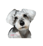cocoa.miniature schnauzer（個別スタンプ：5）