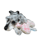 cocoa.miniature schnauzer（個別スタンプ：7）