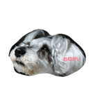 cocoa.miniature schnauzer（個別スタンプ：8）