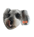 cocoa.miniature schnauzer（個別スタンプ：9）