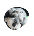 cocoa.miniature schnauzer（個別スタンプ：12）
