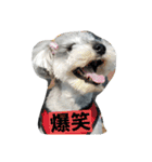 cocoa.miniature schnauzer（個別スタンプ：15）