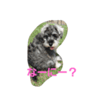 cocoa.miniature schnauzer（個別スタンプ：16）