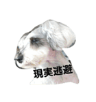 cocoa.miniature schnauzer（個別スタンプ：17）