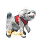 cocoa.miniature schnauzer（個別スタンプ：19）