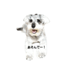 cocoa.miniature schnauzer（個別スタンプ：20）