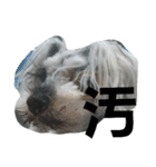 cocoa.miniature schnauzer（個別スタンプ：21）