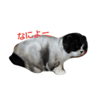 cocoa.miniature schnauzer（個別スタンプ：23）