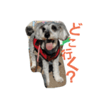 cocoa.miniature schnauzer（個別スタンプ：24）
