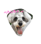 cocoa.miniature schnauzer（個別スタンプ：25）