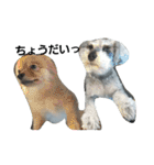 cocoa.miniature schnauzer（個別スタンプ：26）