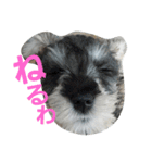 cocoa.miniature schnauzer（個別スタンプ：27）