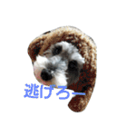 cocoa.miniature schnauzer（個別スタンプ：28）