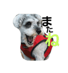 cocoa.miniature schnauzer（個別スタンプ：29）