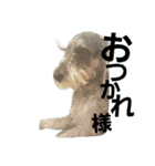 cocoa.miniature schnauzer（個別スタンプ：31）