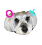 cocoa.miniature schnauzer（個別スタンプ：32）