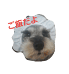 cocoa.miniature schnauzer（個別スタンプ：33）