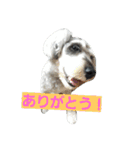 cocoa.miniature schnauzer（個別スタンプ：34）