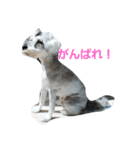 cocoa.miniature schnauzer（個別スタンプ：35）