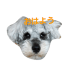cocoa.miniature schnauzer（個別スタンプ：36）