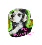 cocoa.miniature schnauzer（個別スタンプ：37）