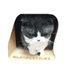 cocoa.miniature schnauzer（個別スタンプ：39）