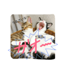 むふみぃた（個別スタンプ：1）