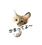 むふみぃた（個別スタンプ：2）