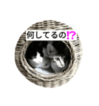 むふみぃた（個別スタンプ：6）