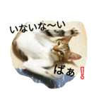 むふみぃた（個別スタンプ：11）
