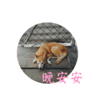 BEWARE OF DOG（個別スタンプ：10）