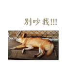 BEWARE OF DOG（個別スタンプ：16）