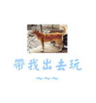 BEWARE OF DOG（個別スタンプ：17）