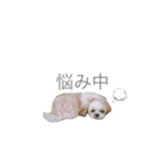 わんこスタンプ  シーズーver.（個別スタンプ：8）