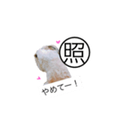 わんこスタンプ  シーズーver.（個別スタンプ：9）