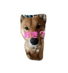 harushiba3（個別スタンプ：5）