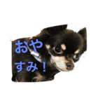 るかかんたまぐろだワン！！（個別スタンプ：1）