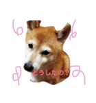 るかかんたまぐろだワン！！（個別スタンプ：2）