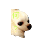 るかかんたまぐろだワン！！（個別スタンプ：3）