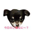 るかかんたまぐろだワン！！（個別スタンプ：4）