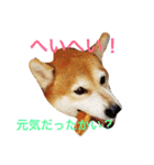 るかかんたまぐろだワン！！（個別スタンプ：5）