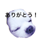 るかかんたまぐろだワン！！（個別スタンプ：7）